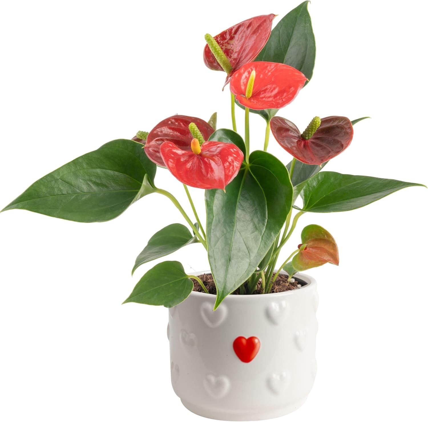 Anthurium Versus Money Tree: A Surprising Gift Showdown