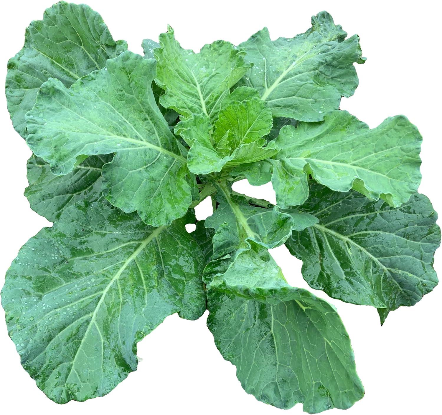 Best Collard Greens Seeds - 1000+ Georgia Southern Heirloom Non-GMO USA Grown Review