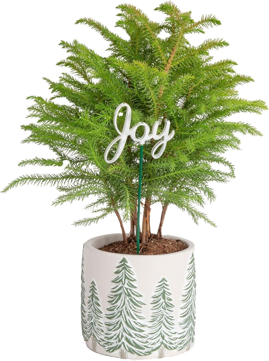 Best Holiday Plant - Costa Farms Norfolk Island Pine, Live Christmas Tree Plant in Decorative Pot, Indoor Decor, Christmas Gift, 10-14 Inches Tall Review