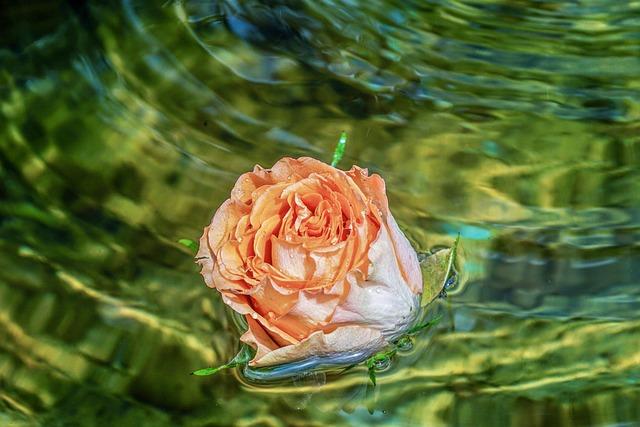 When is the Best Time to Move Roses: Keep Your Perennial Flower Thriving