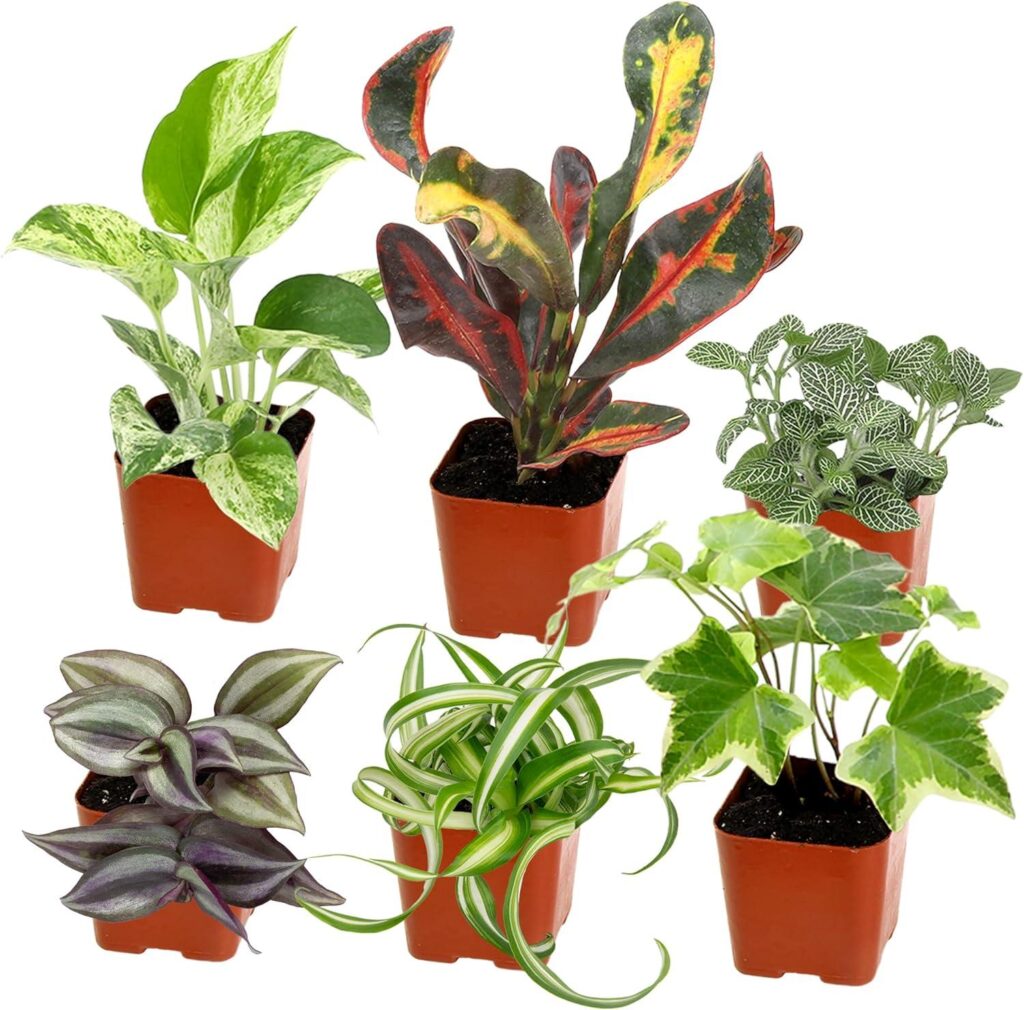 Best Houseplant Set – Easy to Grow Houseplants (6PK) Review