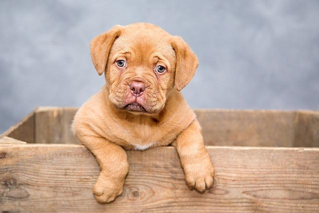 Yes, dogs are the best pets for you!
