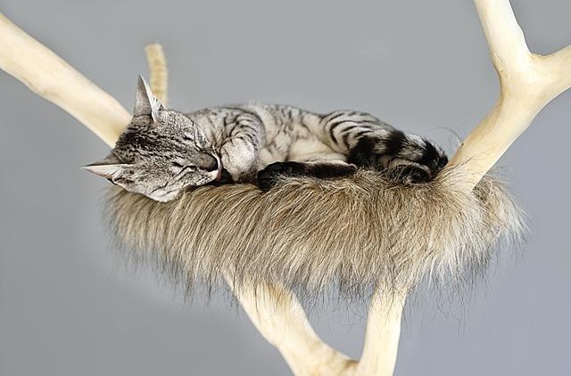 Best Cat Tree for Cats Who Love Scratching