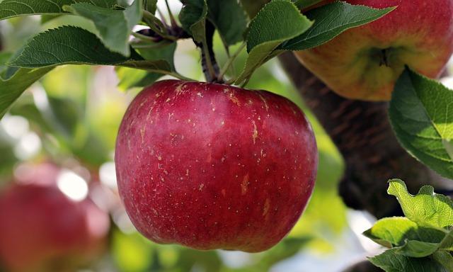 Best Apples for Caramel Apples: Choose the Perfect Ones for Easy, Foolproof Dipping