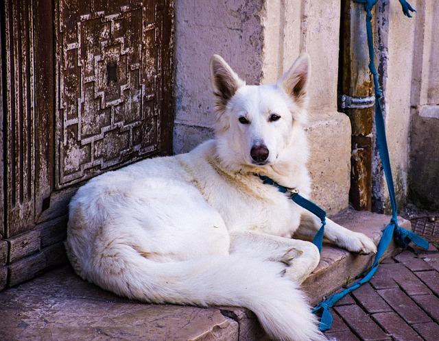 Best Dog Food for Large Breeds: Healthy Joints