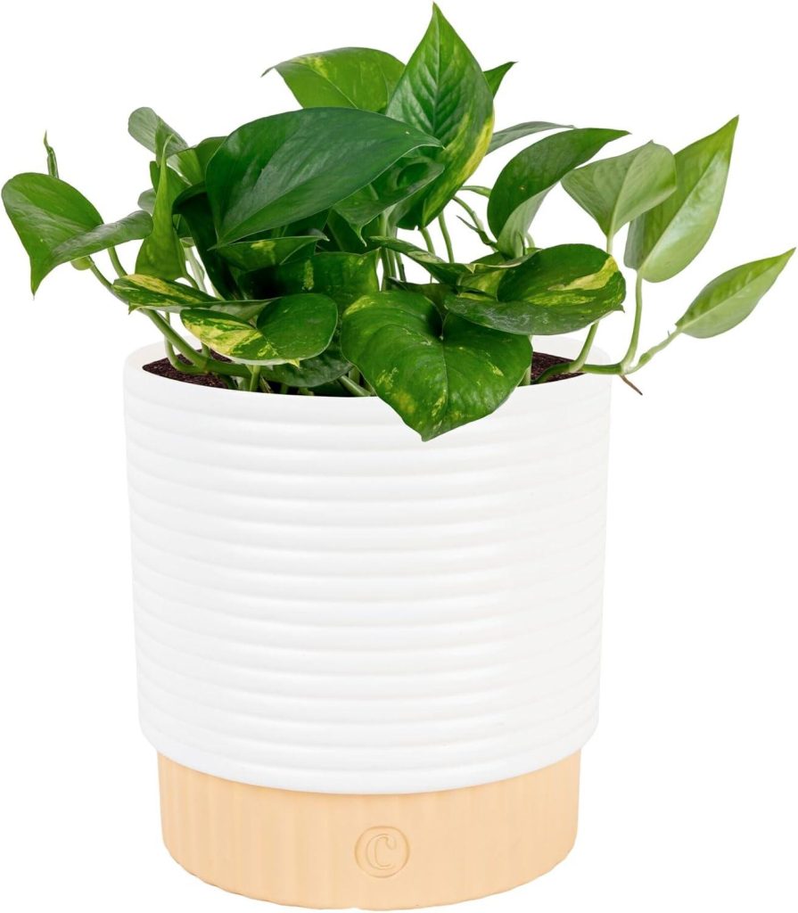 Best Indoor Plant – Costa Farms Golden Pothos Live Plant Review