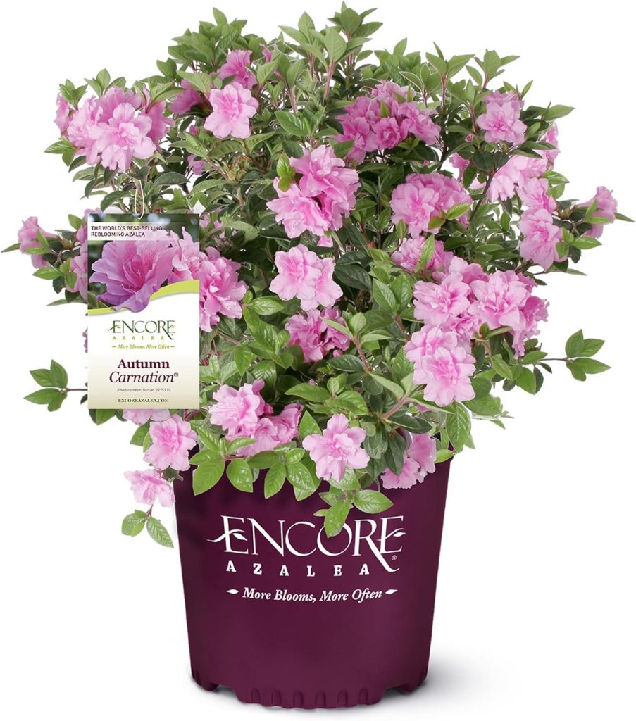Best Landscape Plant – Encore Azalea 3 Gal. Autumn Carnation Review