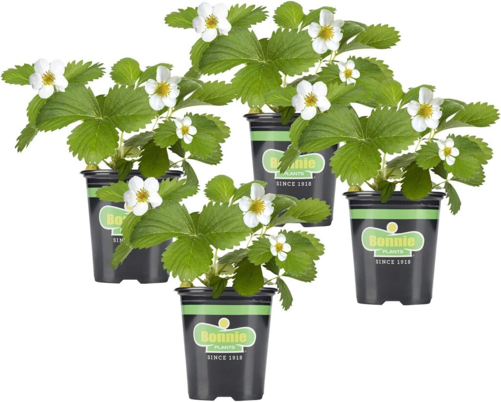 Best Strawberry Plants – Bonnie Plants Strawberry 4-Pack Review