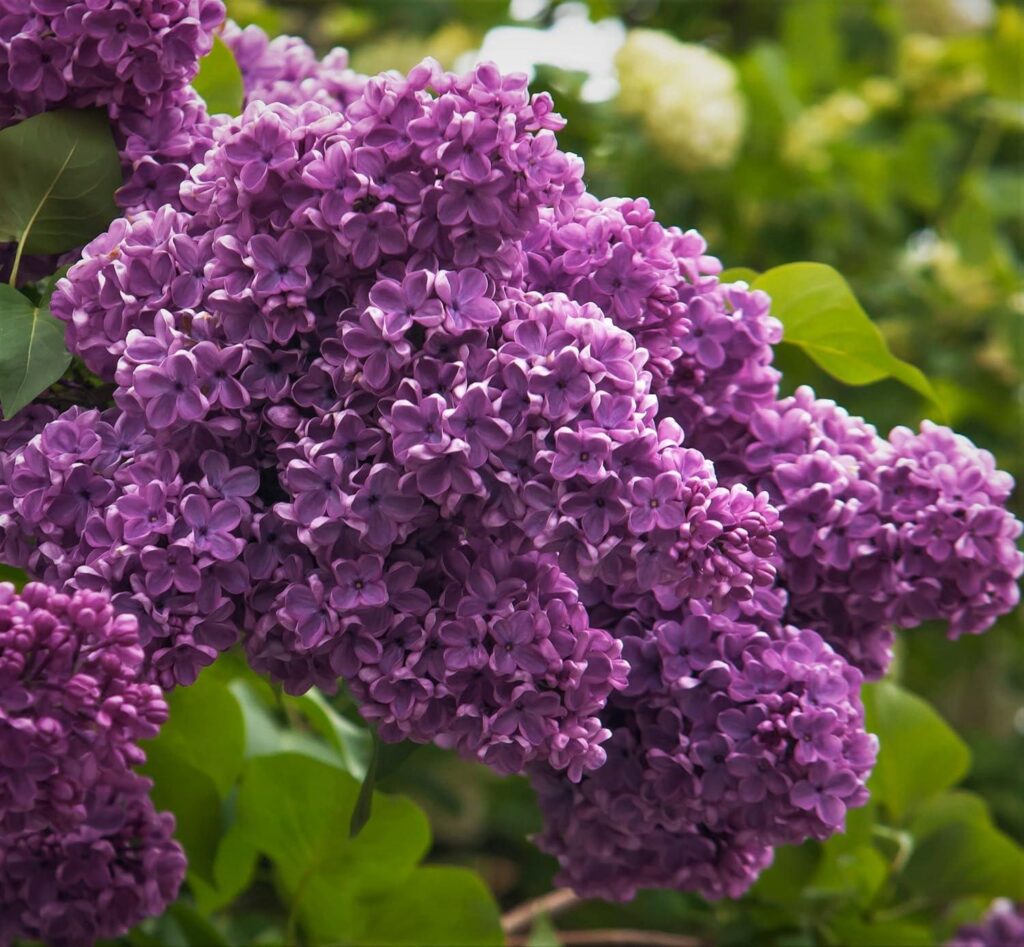 Best Home & Kitchen – Spectacular Purple Lilac Potted Plant, 6-12″ Tall Review