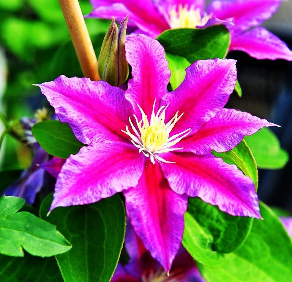 Best Perennial Flower – Mixed Clematis Seeds Flower Vine Review