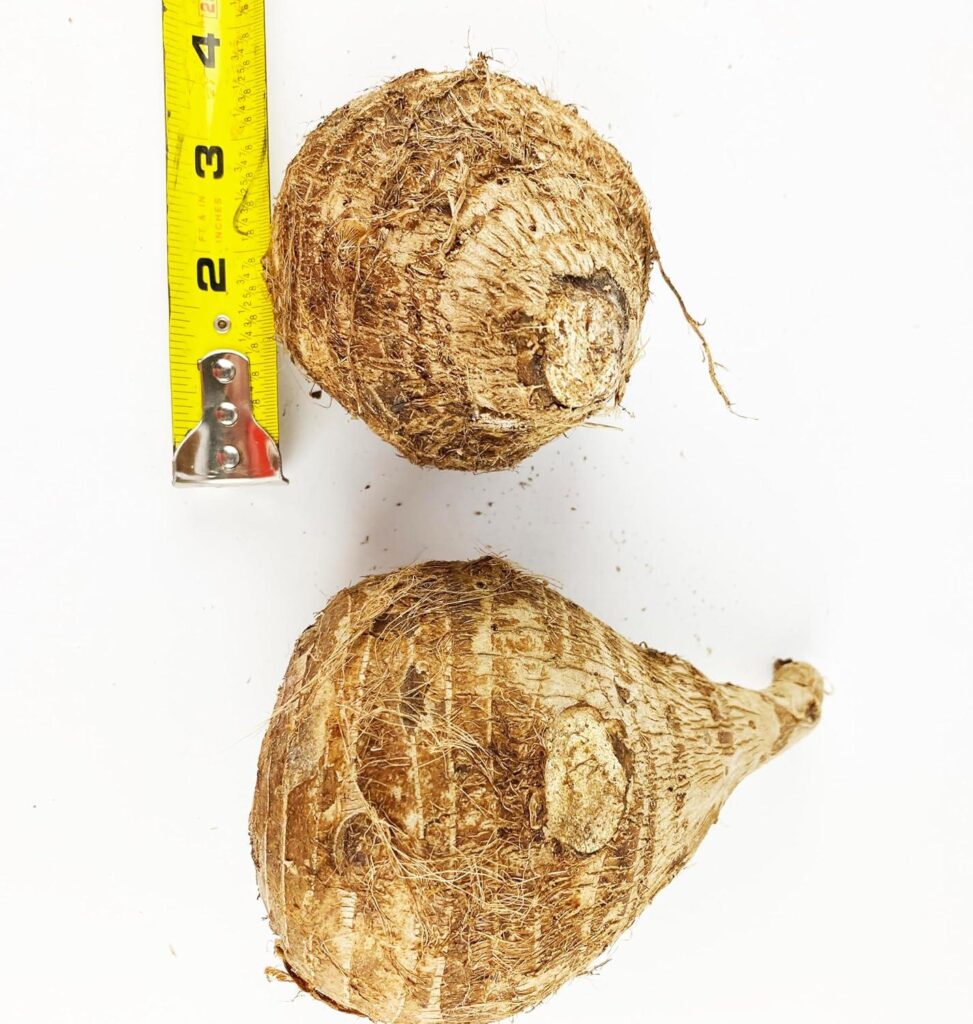 Best Taro Seed – Colocasia Esculenta Giant Elephant Ear Bulbs Review