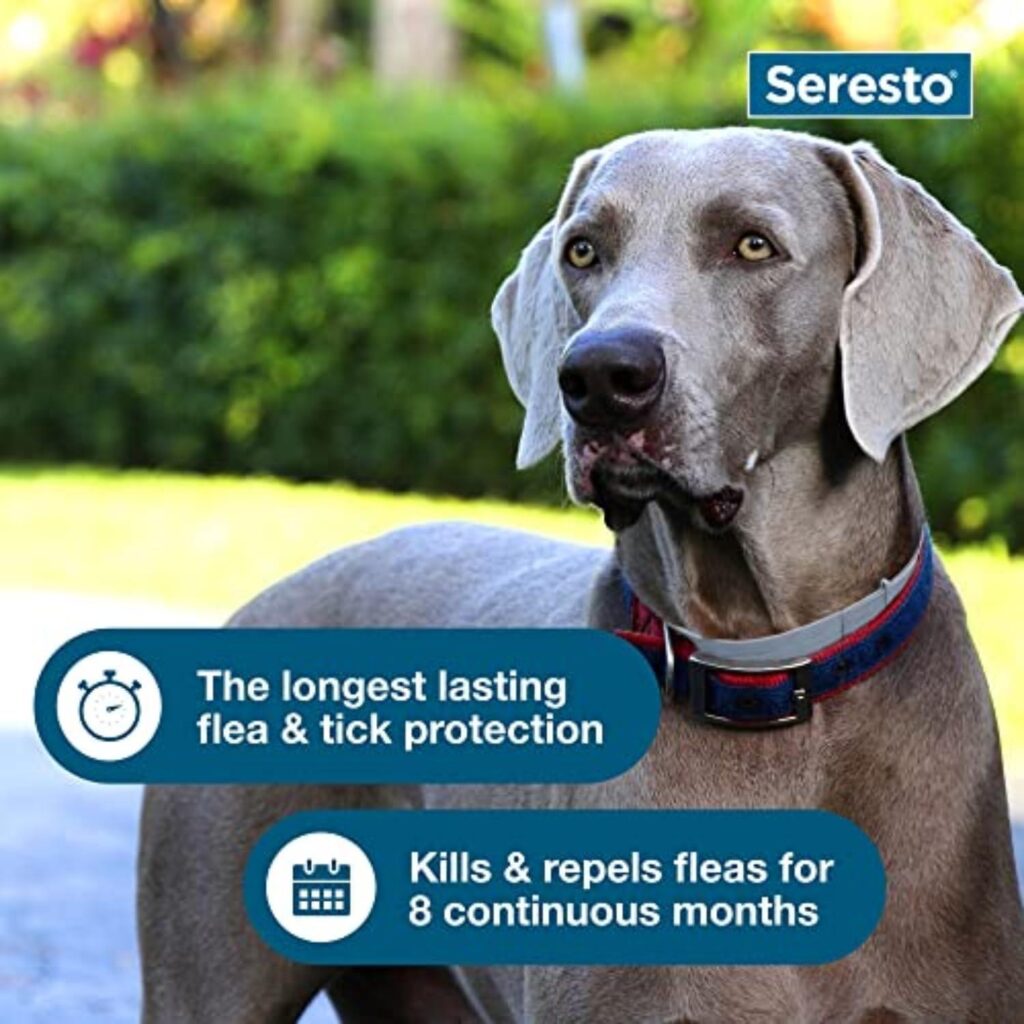Best Dog Flea Collar – Seresto Flea & Tick Collar Review