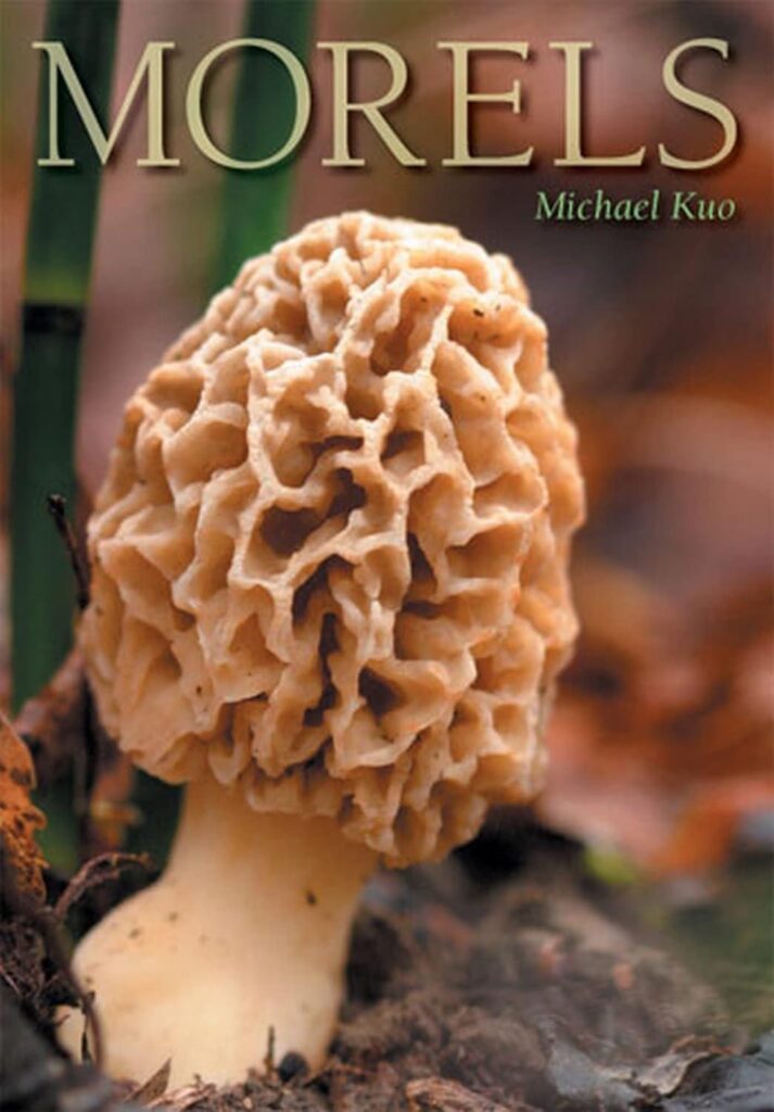 Best Gourmet Ingredient – Morels Review: A Culinary Delight