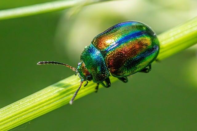 What Is the Best Insecticide for Whiteflies? Easy Ways to Protect Your Garden and Keep Bugs Gone