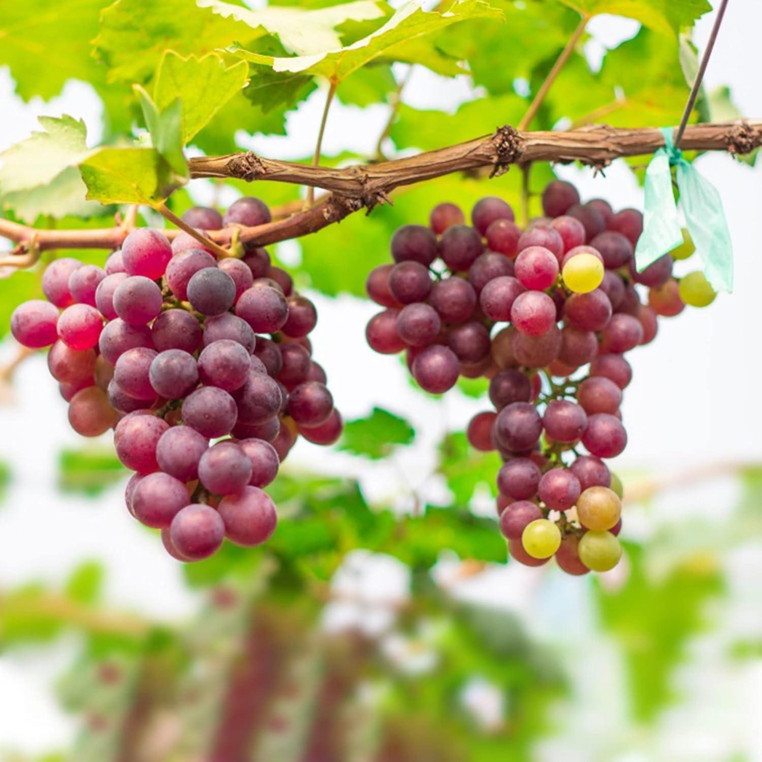 Garden Seeds Tested: Pepper-Shaped Grapes vs. 3-Year Stratified Vine Care