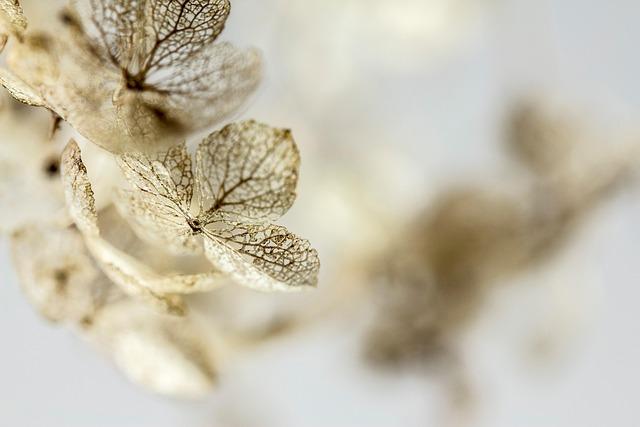 Hydrangea bushes planting: Grow big and beautiful blooms for your garden!