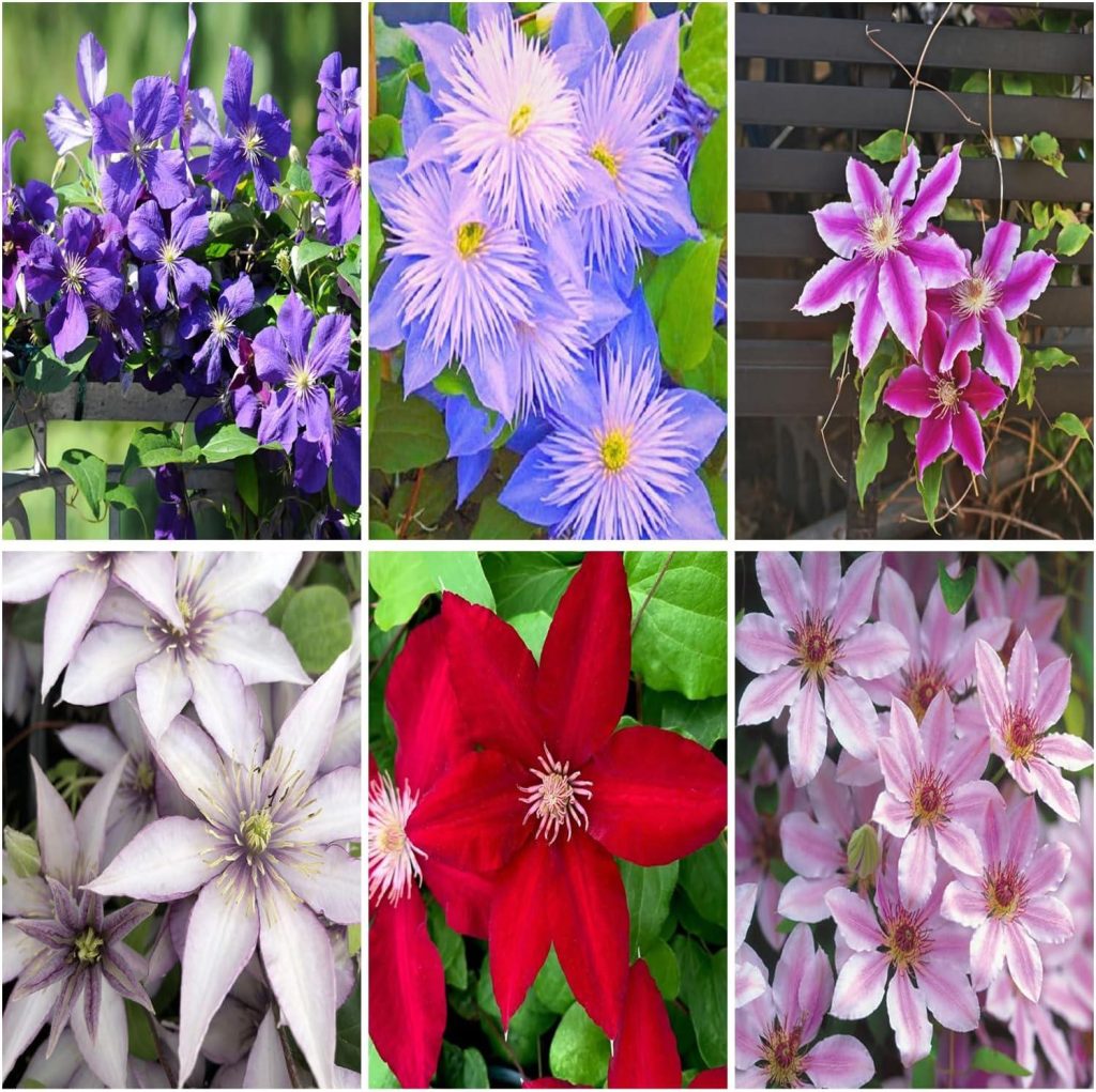 Best Garden Seeds – Mixrug 50+ Clematis Vine Plant Seeds Review