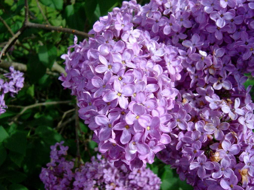 Best Shrub – Common Lilac Bush – Lavender Purple Blooms – Live Plant Review