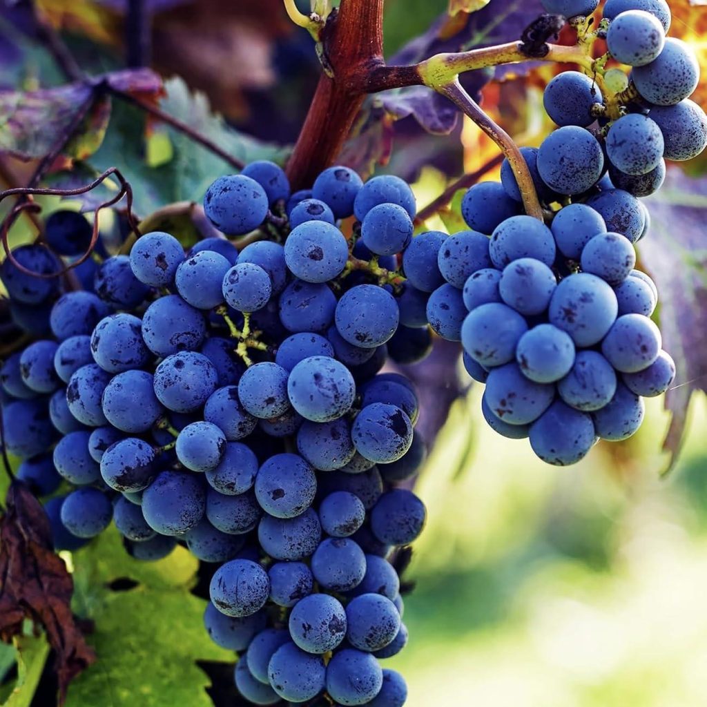 Best Seeds – 100+ PCS Heirloom Purple Concord Grape Vine Seeds Review