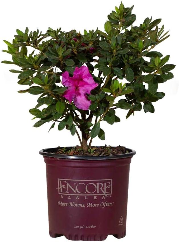 Best Flowering Shrub – Encore Azalea Autumn Royalty Review