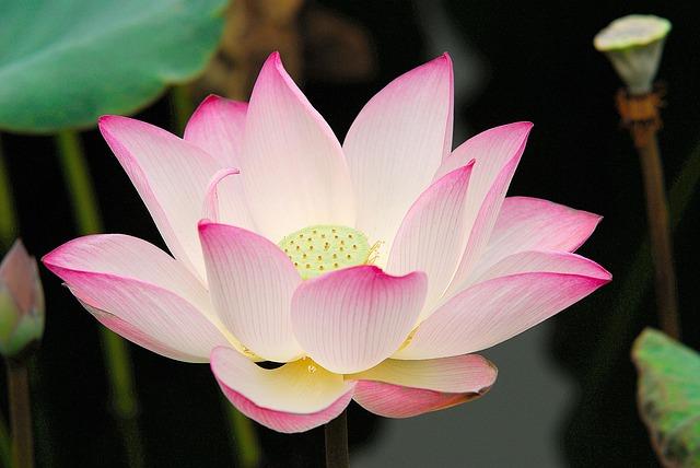 Best Cookware – High-Quality Non-Stick Pots and Pans Review