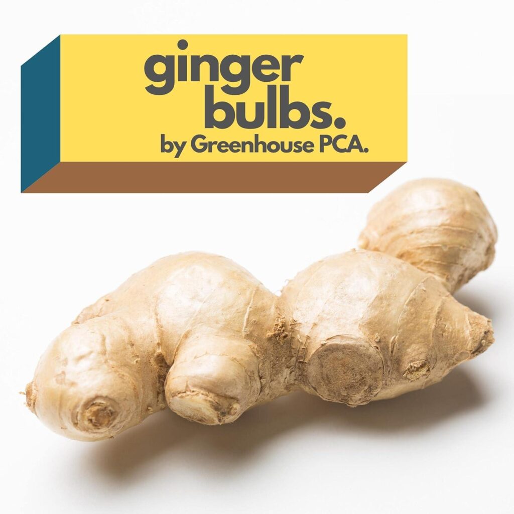 Best Culinary Plant – Fresh Ginger Root Starts, Easy to Grow Review
