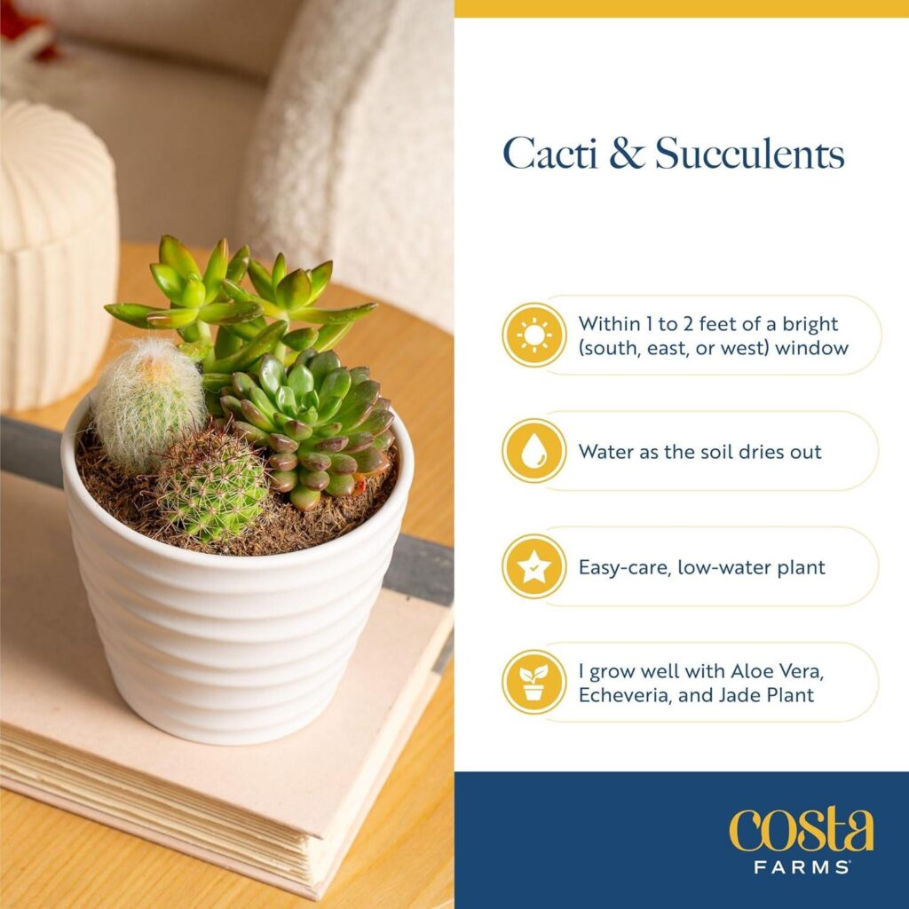 Best Mini Succulent – Costa Farms Live Plant in Decorative Pot Review