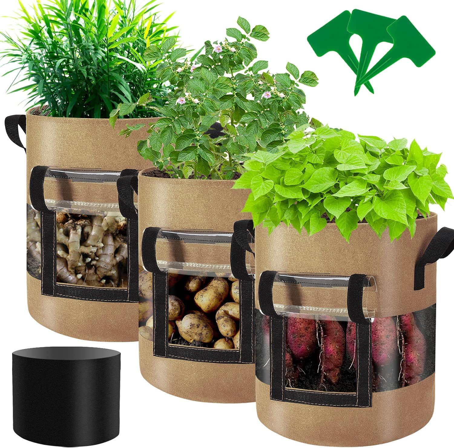 Visible Potato Bags vs. Tomatoirmed: A Surprising Grow Showdown!