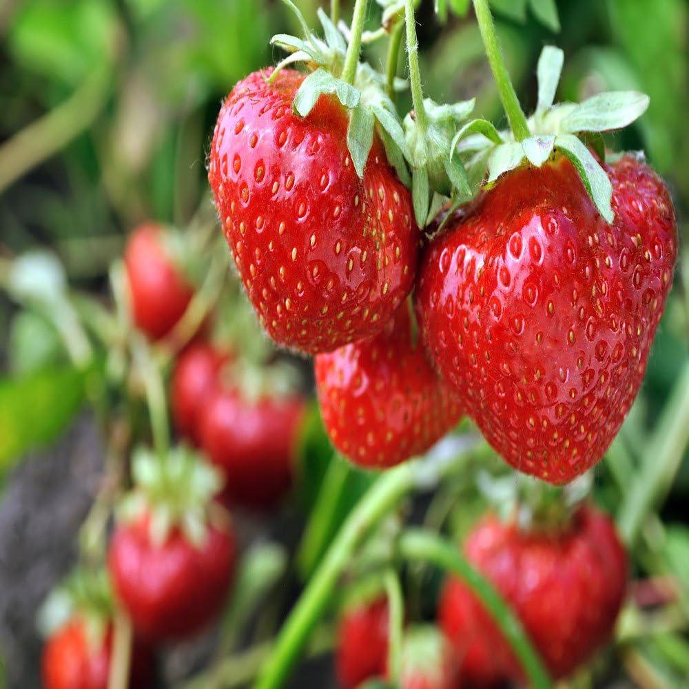 Strawberry showdown: Tested varieties for seasonal picks