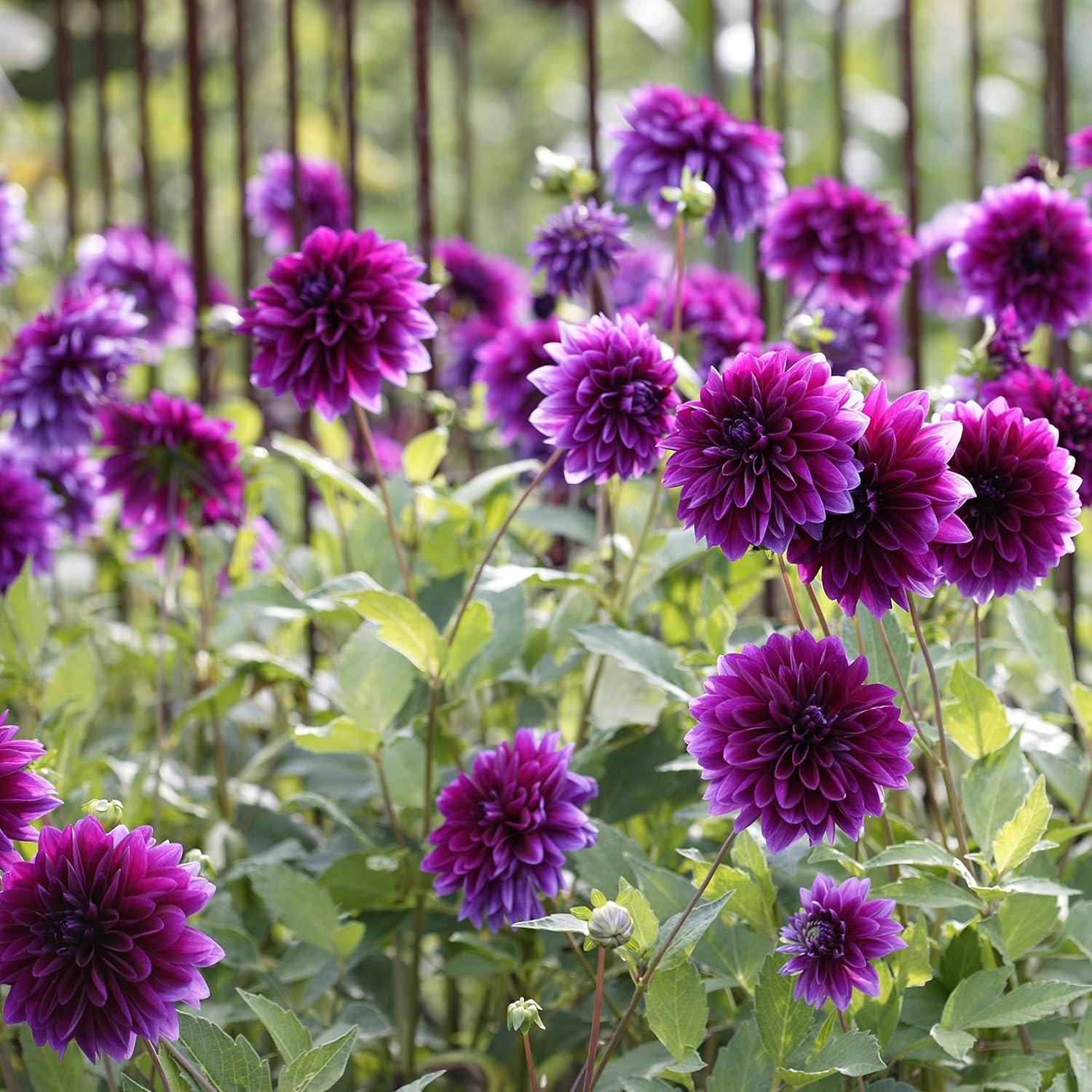 Dahlias Versus Annuals: Tested Spring Bloom Insights