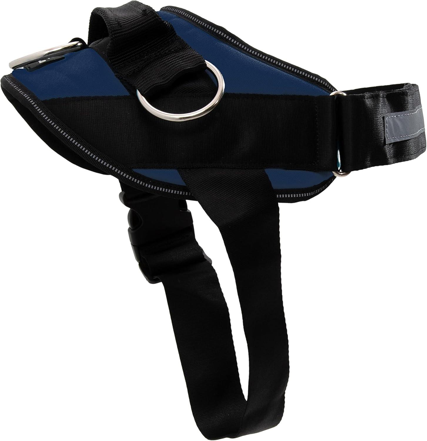 Harness Versus Leash: Surprising Insights on Easy Walks for All Dogs
