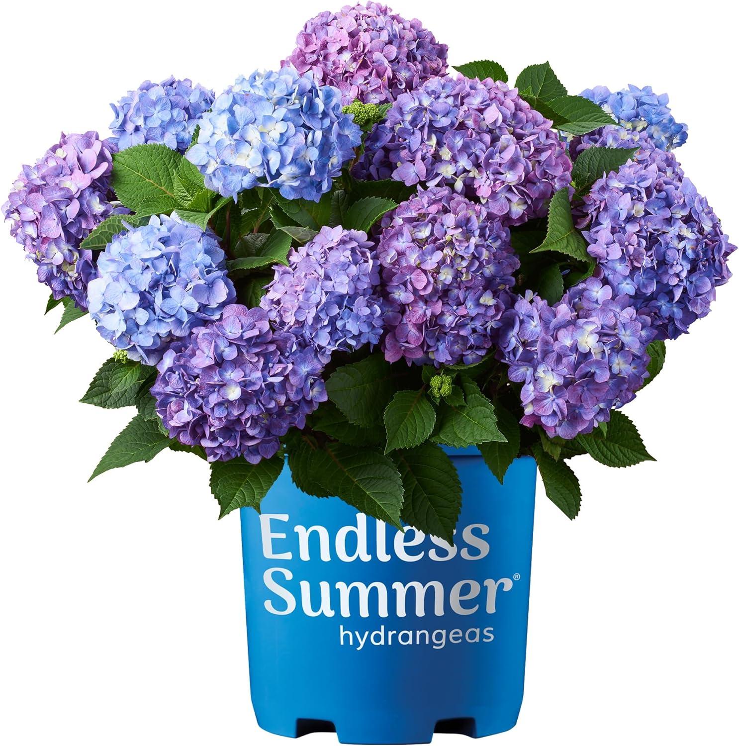 Azalea Showdown: Tested Blooms, improvised styles