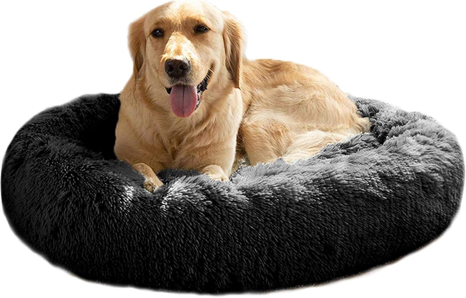 Orthopedic Dog Beds vs. Memory Foam: A Shocking Buying Showdown