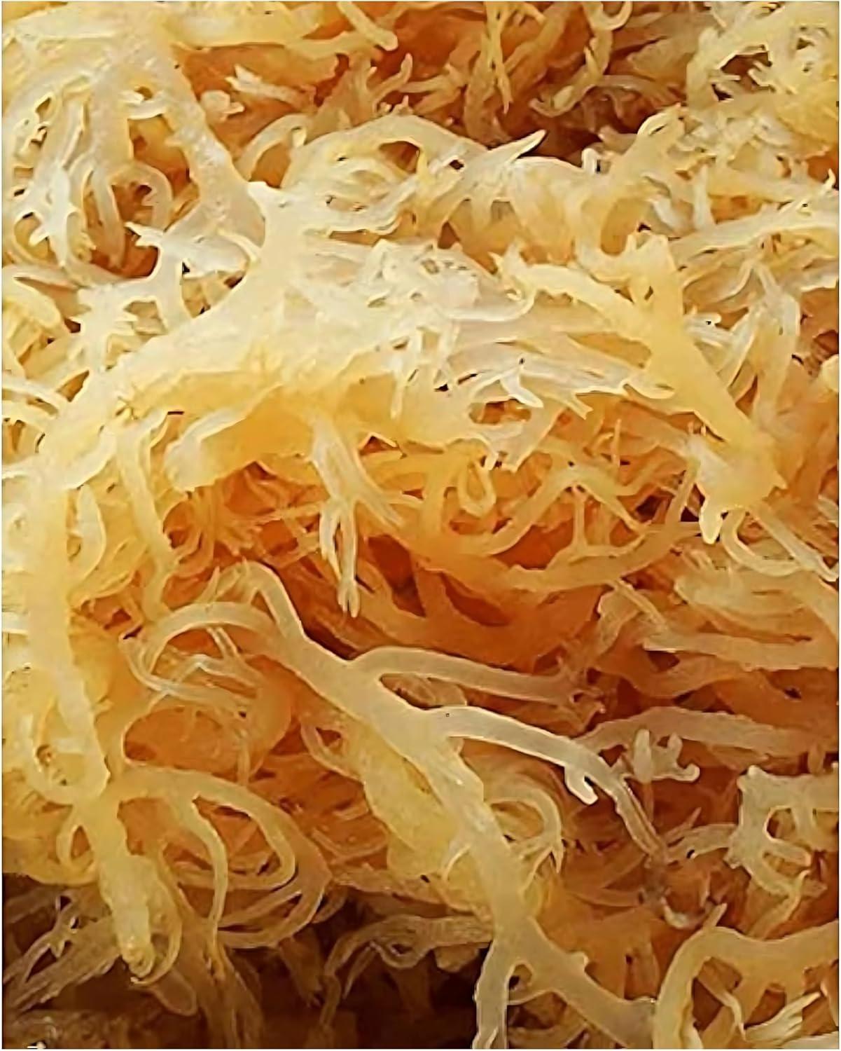 Sea Moss vs Irish Sea Moss: Hand-Picked, 120+ Oz, Health Focus, Tested… Nature’s Boost!