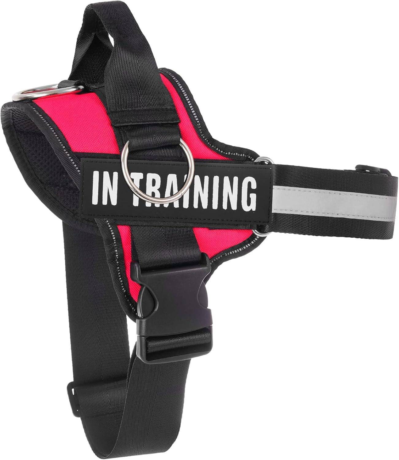 Harness vs. Collar: Surprising Dog Walking Insights Compared