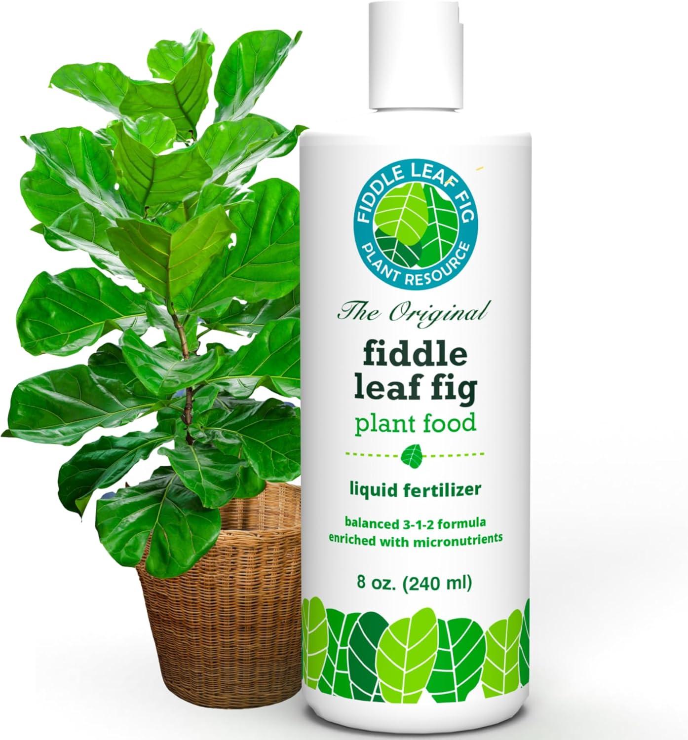 Fiddle Fig Food Showdown... Tested:ènriched Calcium, NPK 3-1-2 vs Fertilizer_choice