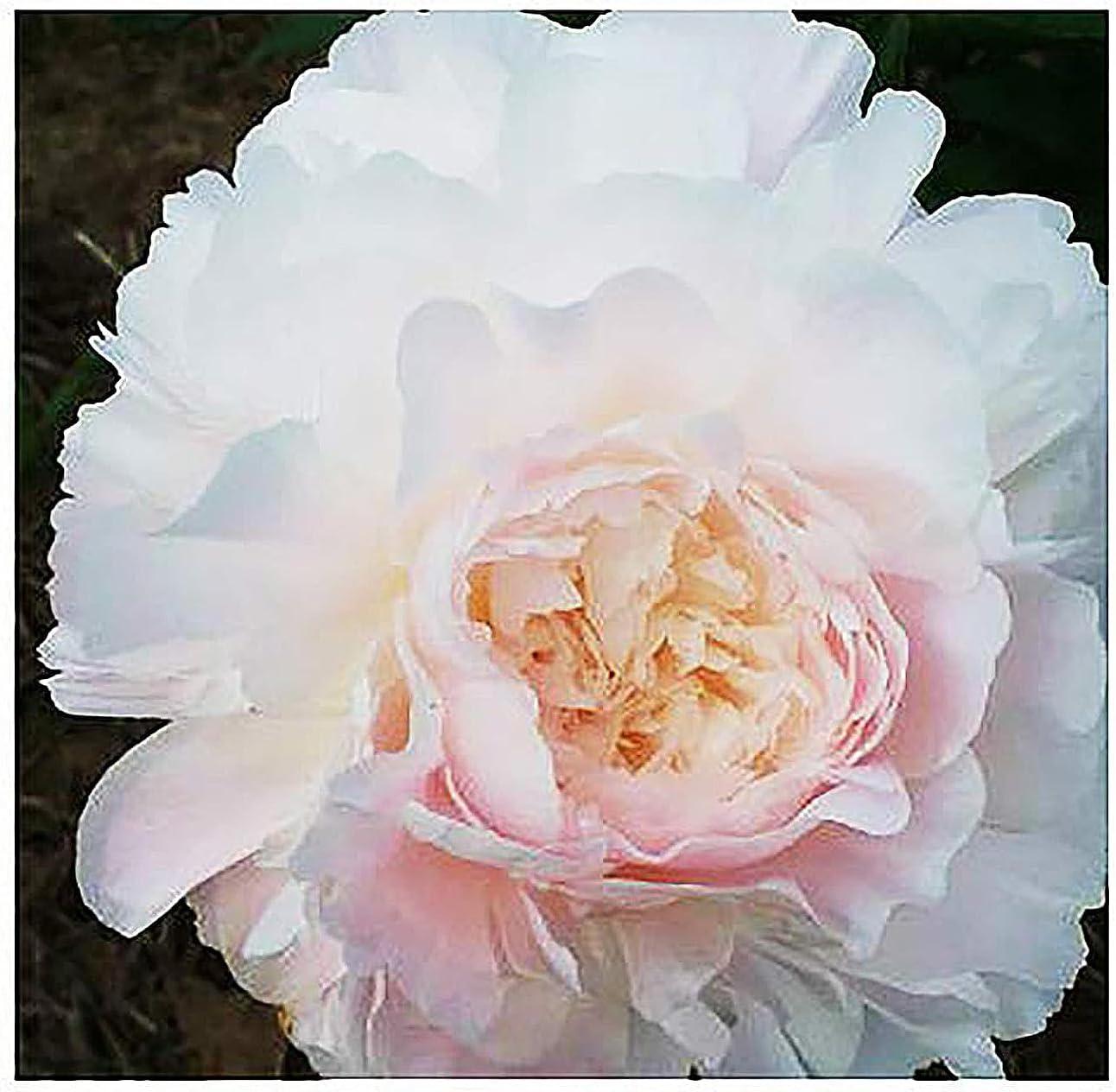 Surprising Seasonal Use: Artificial Tulips for Home Decor