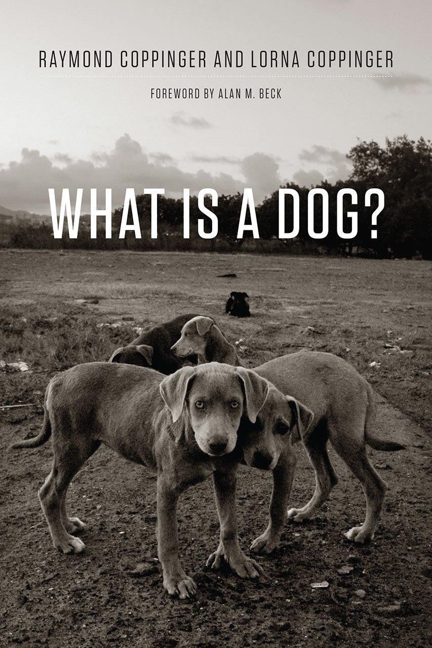 GPS Tracking vs. Dry Food: Tested for Pets' Unseen Needs
