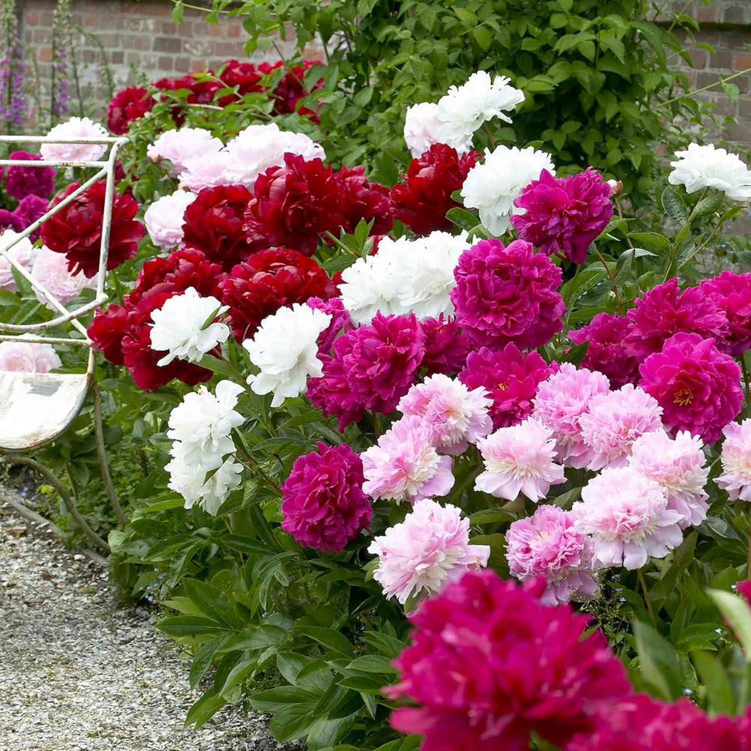 Peony Seed Mix Versus Native Wildflowers: Beauty, Perennials, & Easy Grow