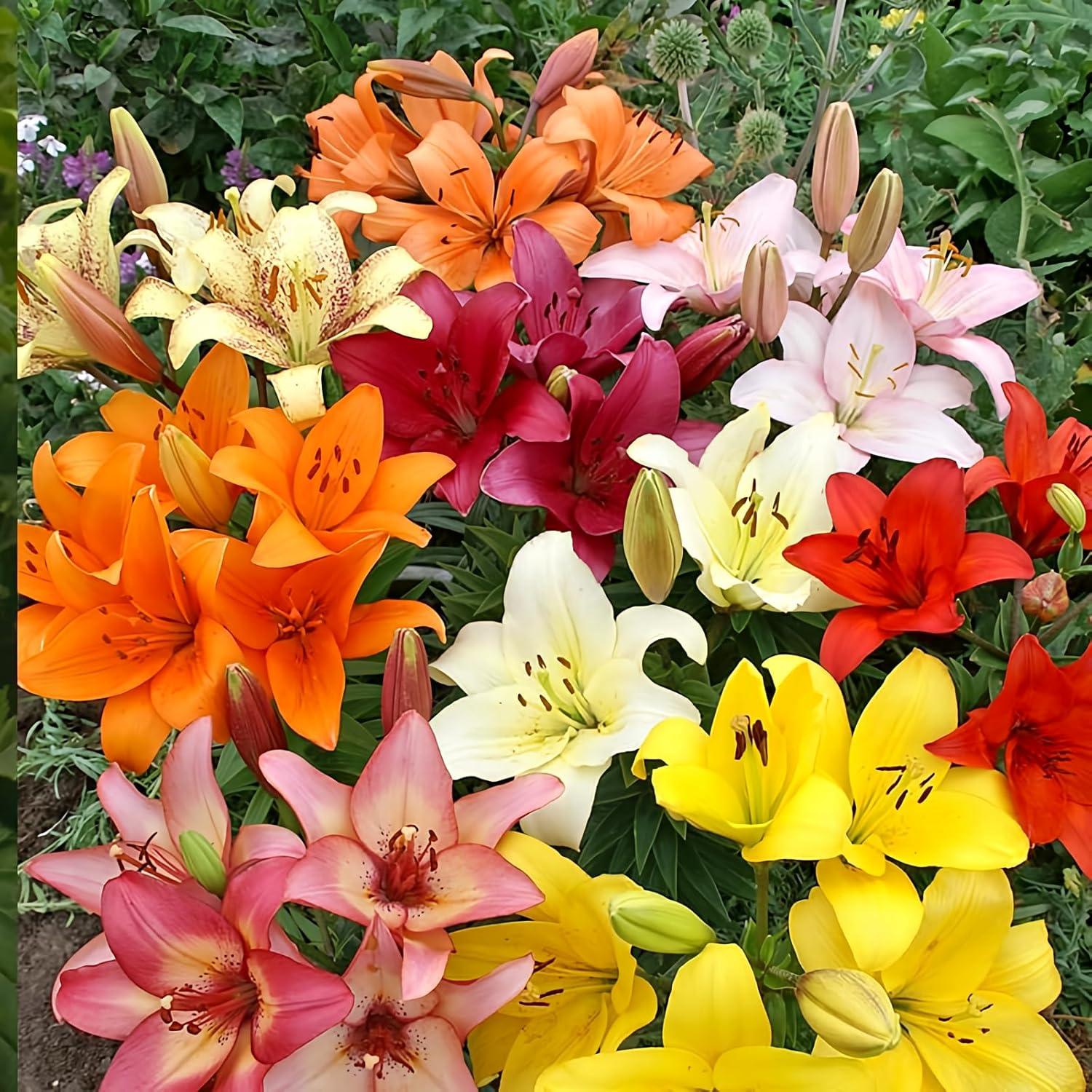 Showdown: Freshly Dug Asiatic Lilies Mix (10 Pack) vs. Store-Bought Perennial Bulbs