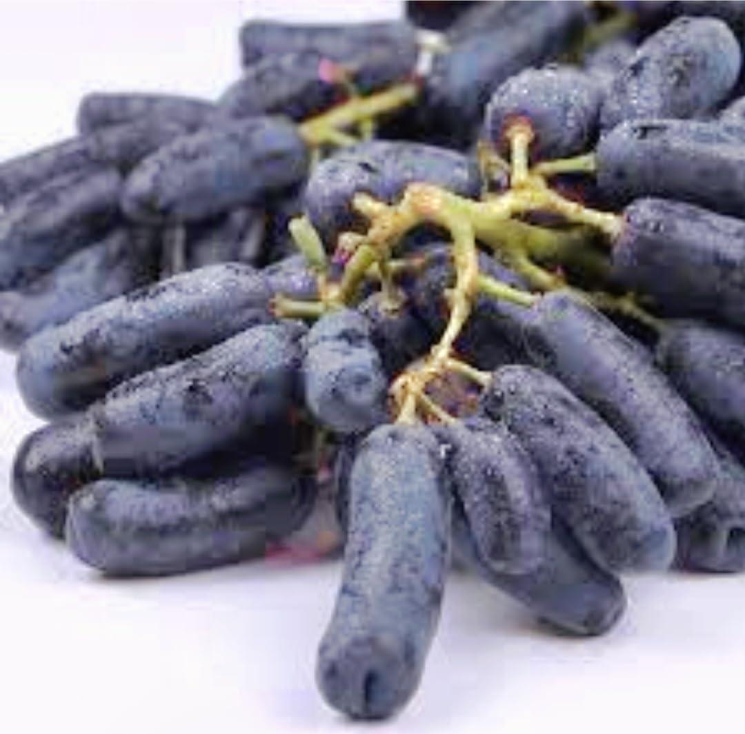 PeavyTailor Grapes vs. Sweet Purple Seeds: Tested Variety Showdown