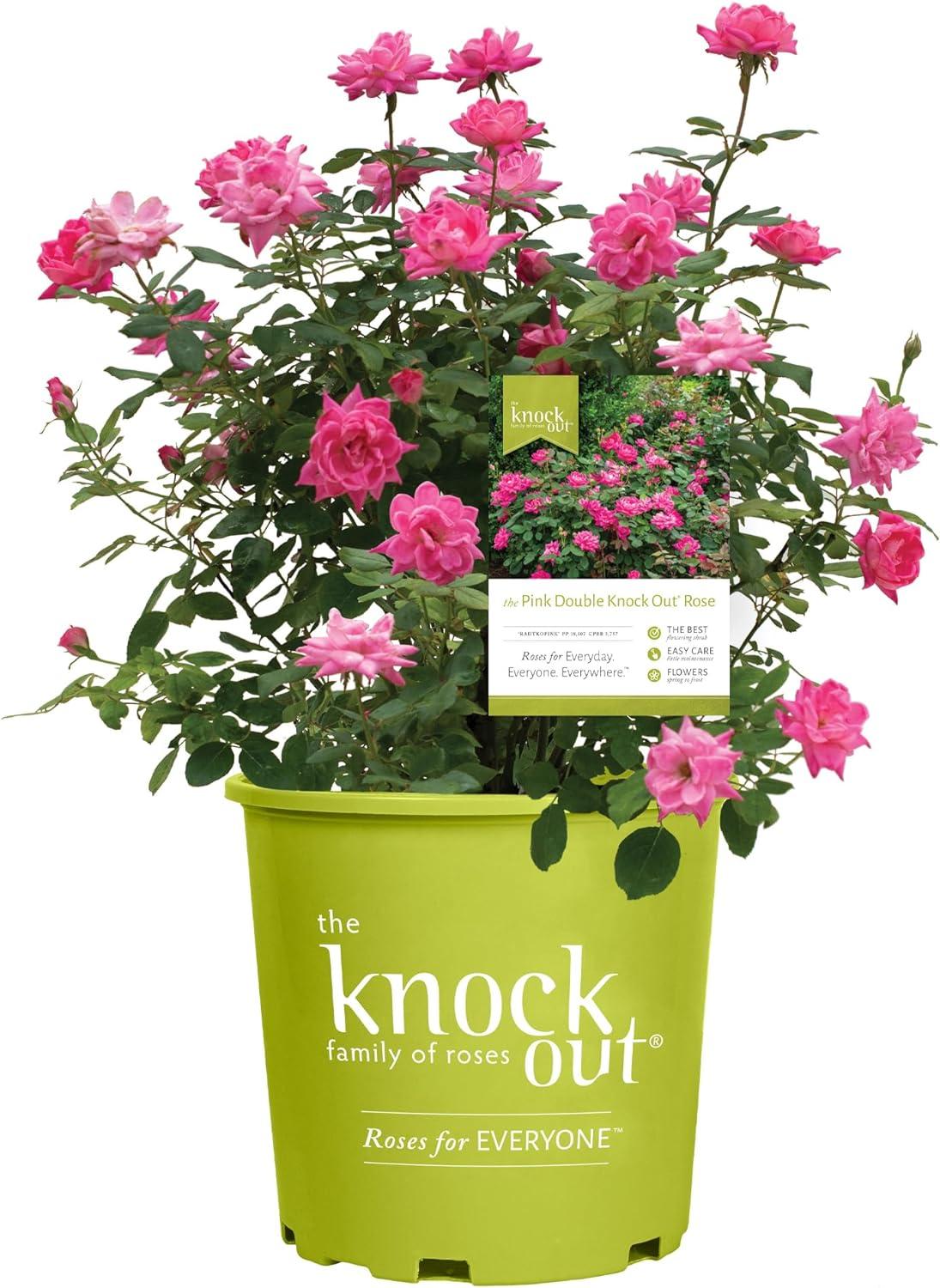 Perfect Rose Showdown: Disease-Resistant Beauty Tested