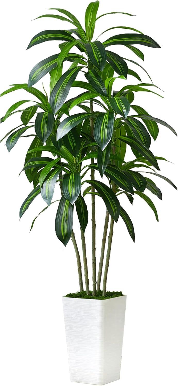Extraordinary Greenery: Artificial Dracaena Versus Live Plants… Test Best for Office Spaces!