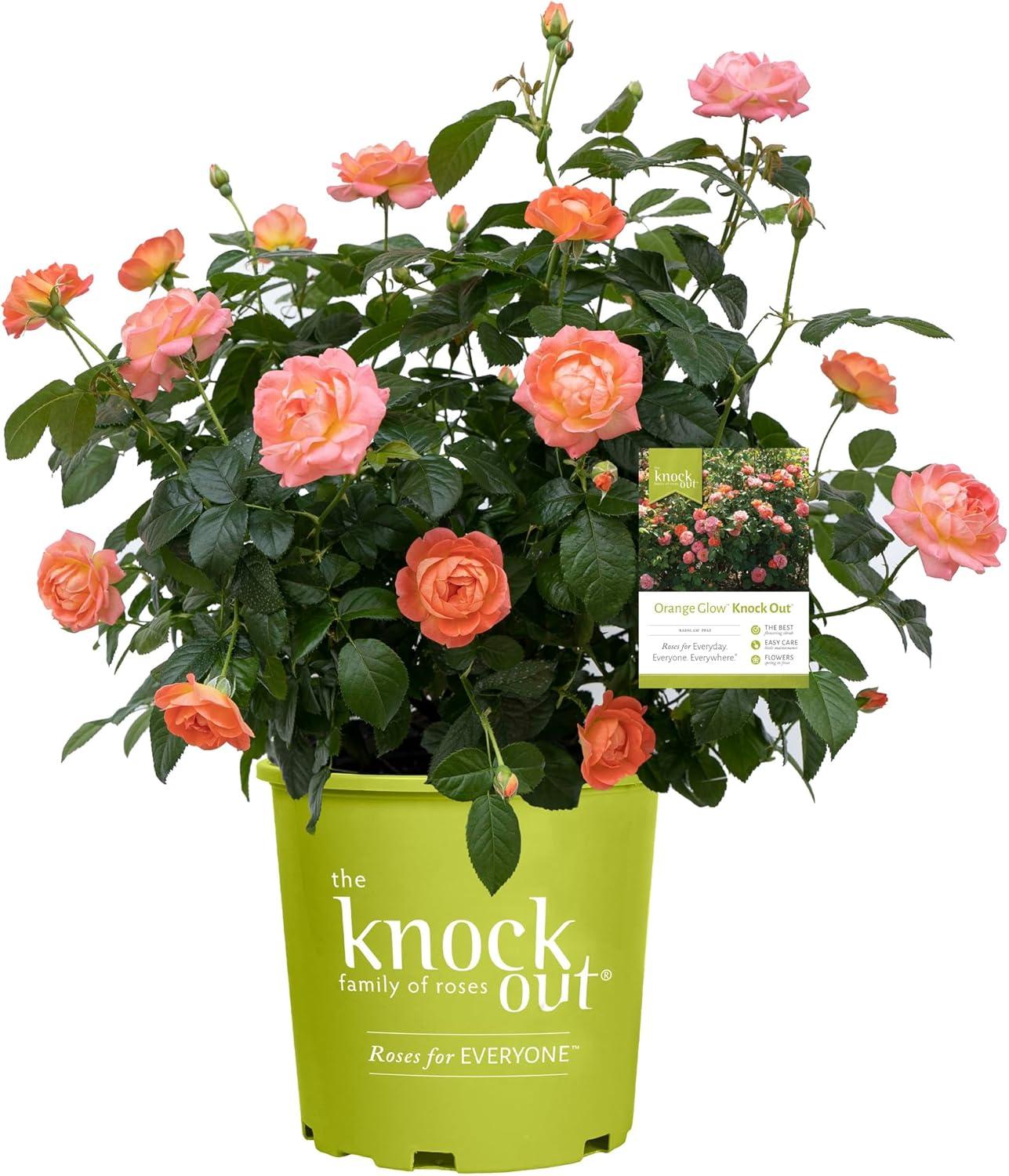 Creative vs. Neutral: 2-Gallon Orange Glow Knock Out® vs. Tested Disease Resistance