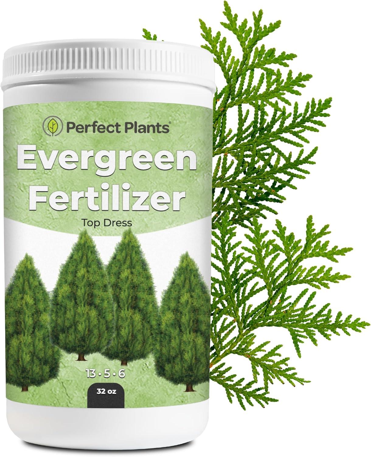 Evergreen Fertilizer Tested: Slow-Release... for Boxwood?