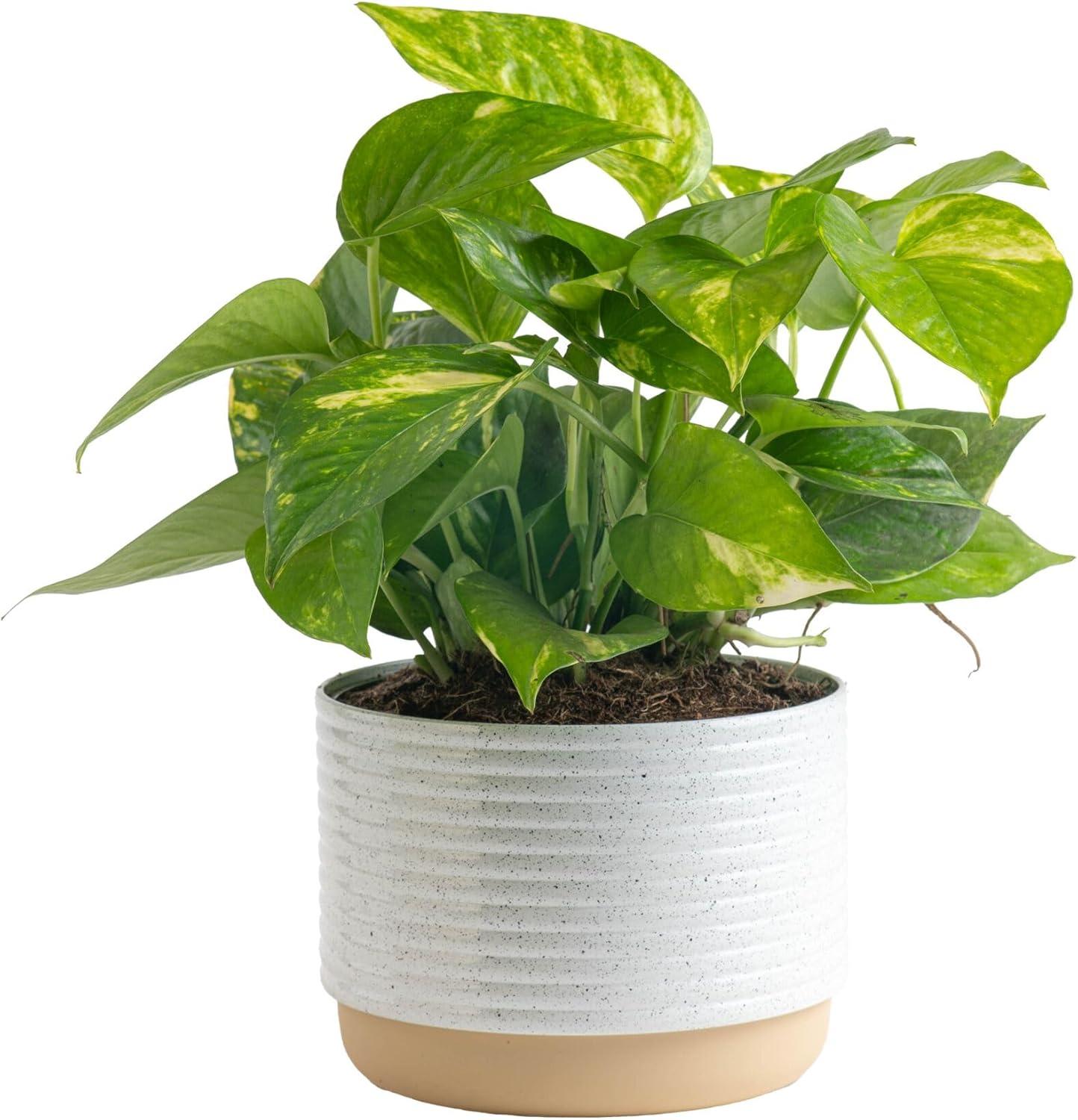 Costa Farms Pothos: Surprising Air Purifier Insights for Easy Care Homes
