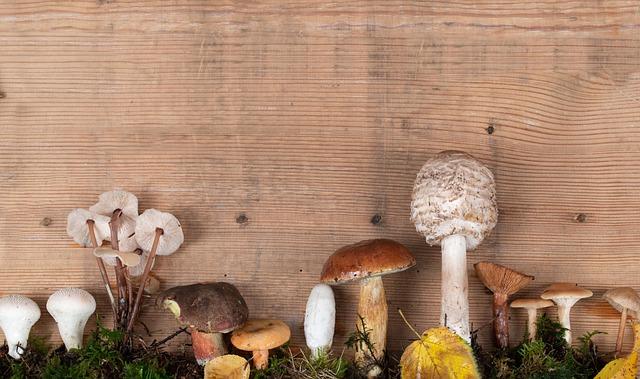 What Is the Best Mushroom to Eat for Flavor and Health? A Simple Guide for Beginners