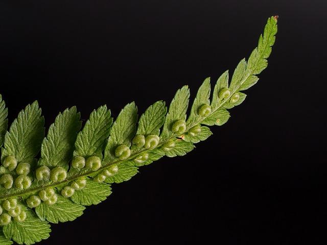 The Best Between Two Ferns: Which One Is Right for Your Collection or Entertainment?