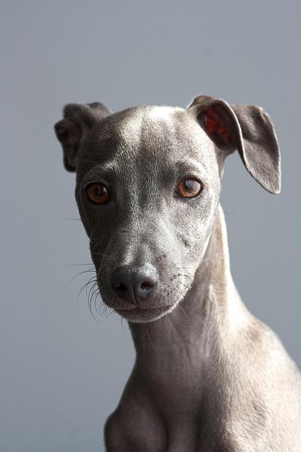 What is the Best Dog DNA Test for Knowing Your Pup’s Breed and Health?