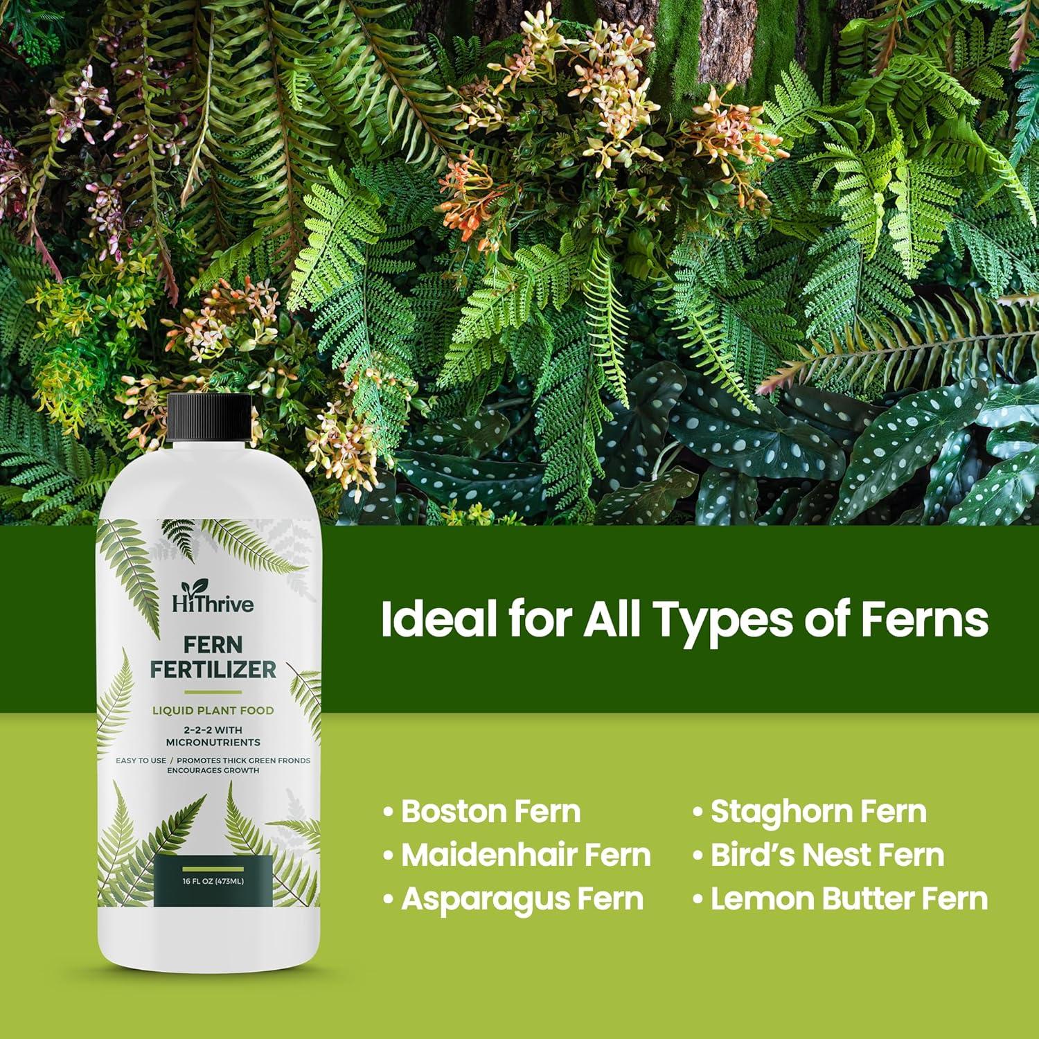 Best Fern Plant Food - 16oz Fertilizer for Live Ferns - 32 Gallons Review